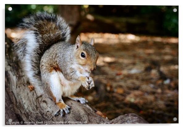 Grey Squirrel Eating On Log Acrylic by Amanda Elwell
