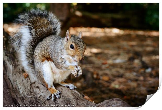 Grey Squirrel Eating On Log Print by Amanda Elwell