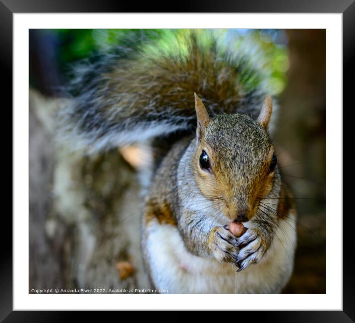 Close Up On Grey Squirrel Framed Mounted Print by Amanda Elwell