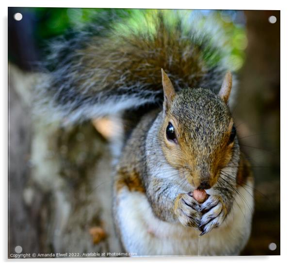 Close Up On Grey Squirrel Acrylic by Amanda Elwell