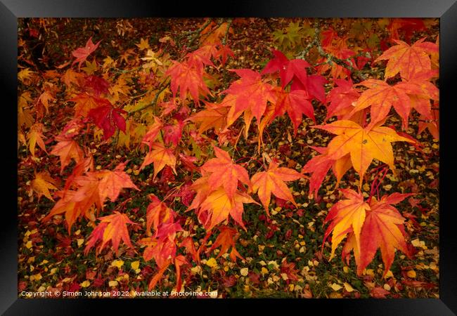 Acer  leaves Framed Print by Simon Johnson