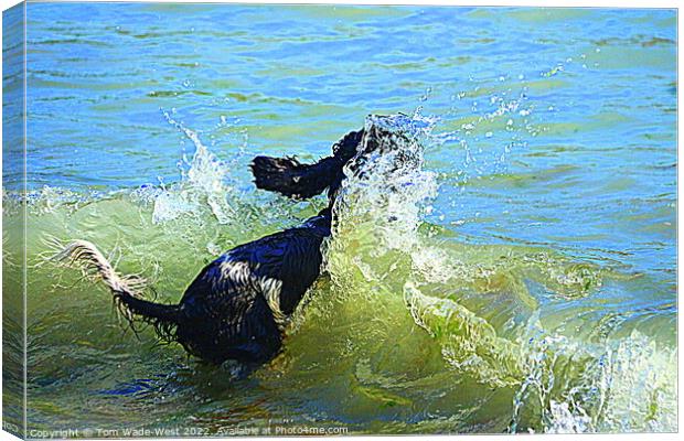 Cocker Spaniel jumping into the sea Canvas Print by Tom Wade-West