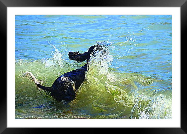 Cocker Spaniel jumping into the sea Framed Mounted Print by Tom Wade-West