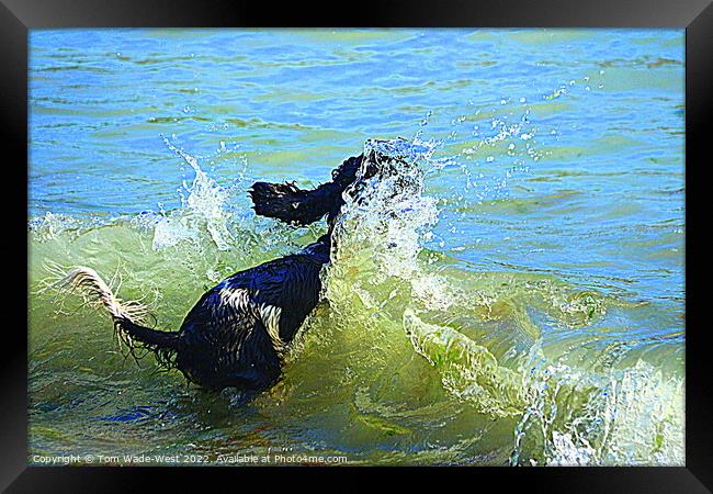 Cocker Spaniel jumping into the sea Framed Print by Tom Wade-West