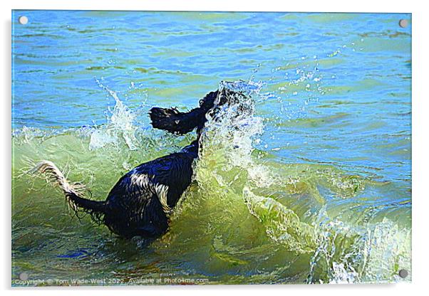 Cocker Spaniel jumping into the sea Acrylic by Tom Wade-West
