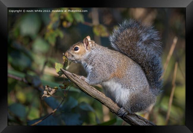 Looking cute squirrel Framed Print by Kevin White