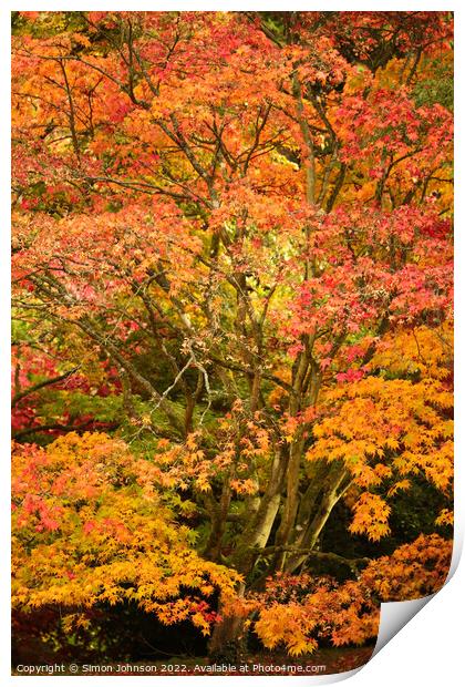 Acer Tree  Print by Simon Johnson