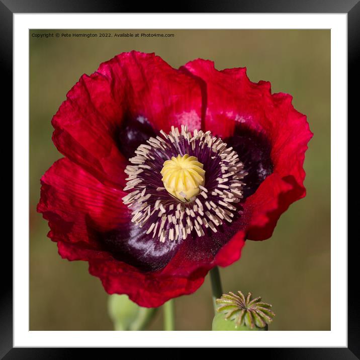 Poppy flower Framed Mounted Print by Pete Hemington