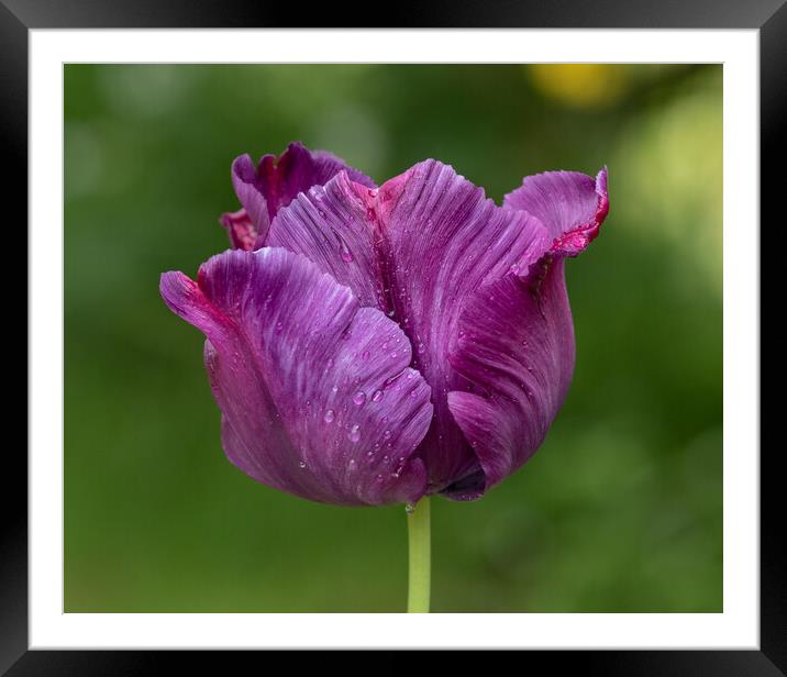 Raindrops on a Deep Purple Tulip.  Framed Mounted Print by Ros Crosland