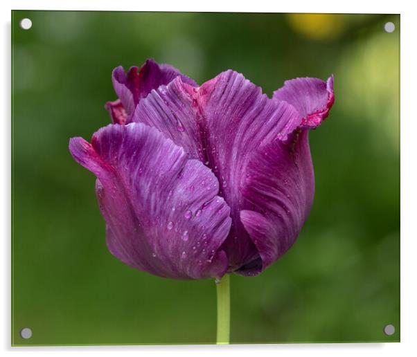 Raindrops on a Deep Purple Tulip.  Acrylic by Ros Crosland