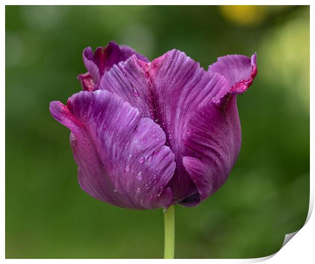 Raindrops on a Deep Purple Tulip.  Print by Ros Crosland