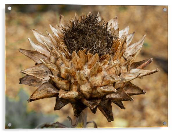 A Globe Artichoke Flower.  Acrylic by Ros Crosland