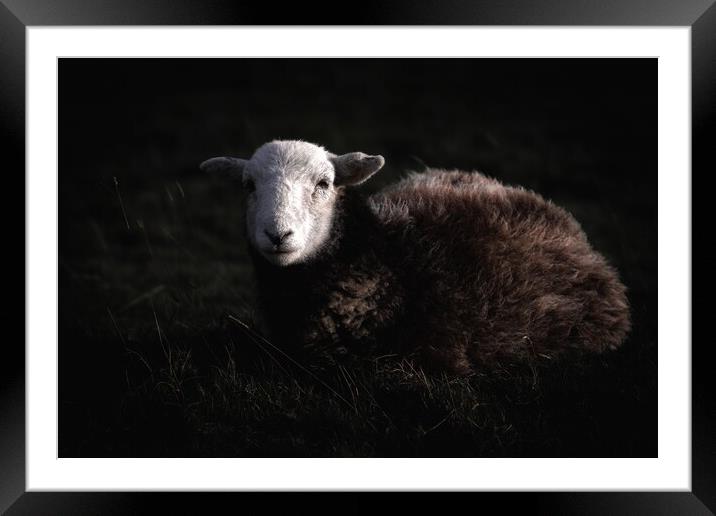 Herdy Framed Mounted Print by Simon Wrigglesworth