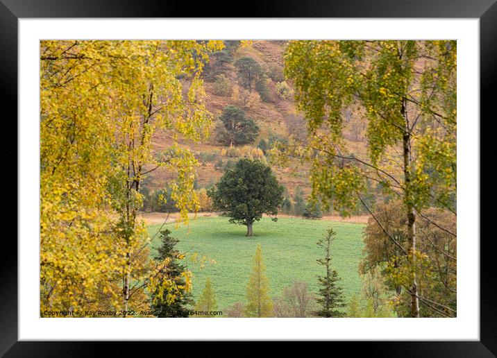 Waiting for autumn Framed Mounted Print by Kay Roxby