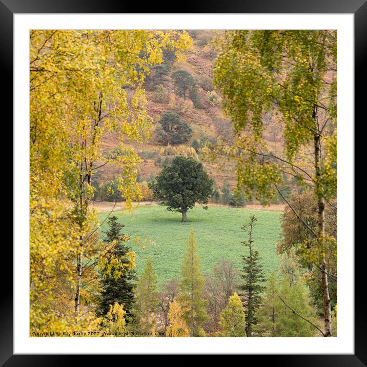 Waiting for autumn Framed Mounted Print by Kay Roxby