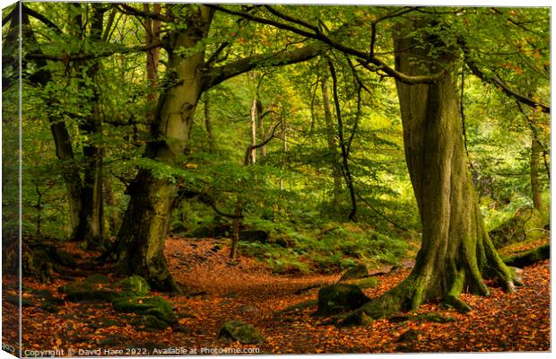 Padley Gorge Woodland Canvas Print by David Hare