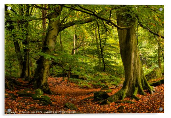 Padley Gorge Woodland Acrylic by David Hare