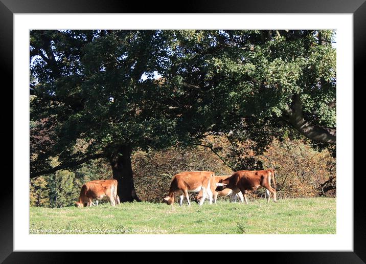 Jersey Cows  Framed Mounted Print by Tom Curtis