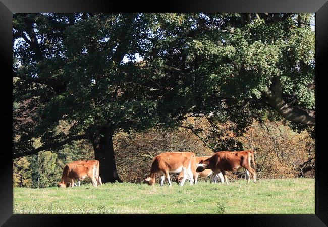 Jersey Cows  Framed Print by Tom Curtis