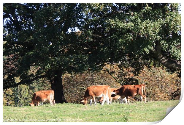 Jersey Cows  Print by Tom Curtis
