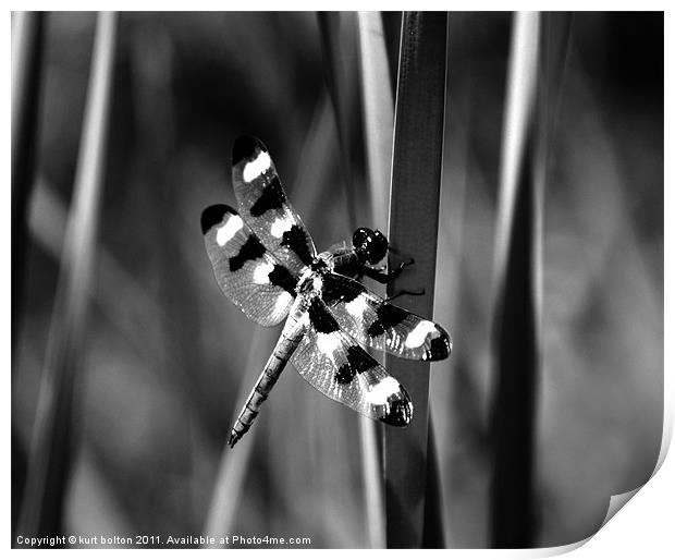 Dragonfly2 Print by kurt bolton