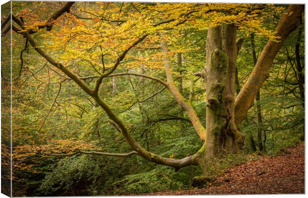 Autumn at Dimmingdale, North Staffordshire Canvas Print by Lesley Moran