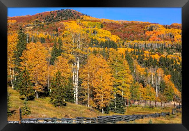 Peak Fall Color Framed Print by Donna Kennedy