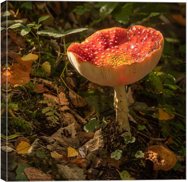 Fly agaric funghi  Canvas Print by Lesley Moran
