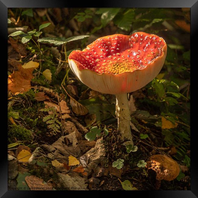 Fly agaric funghi  Framed Print by Lesley Moran