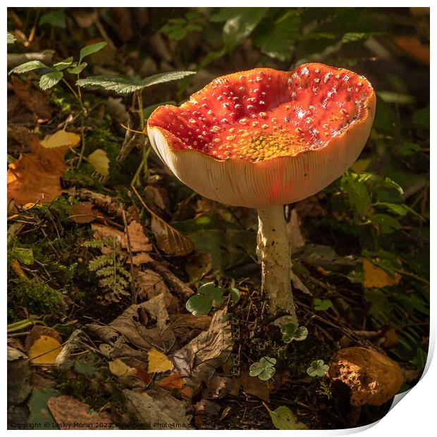 Fly agaric funghi  Print by Lesley Moran