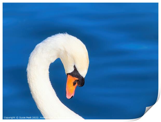 Mute Swan on the River near Chard Somerset Print by Susie Peek