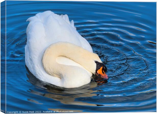Mute Swan on the River near Chard Somerset Canvas Print by Susie Peek