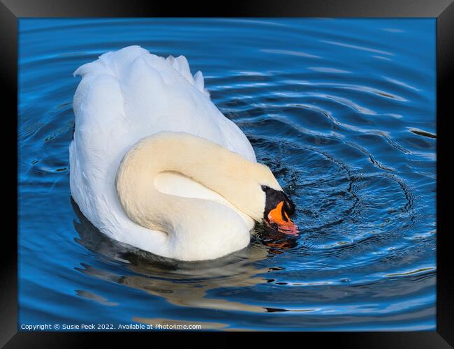 Mute Swan on the River near Chard Somerset Framed Print by Susie Peek