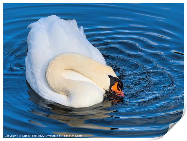 Mute Swan on the River near Chard Somerset Print by Susie Peek