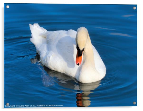 Mute Swan on the River near Chard Somerset Acrylic by Susie Peek