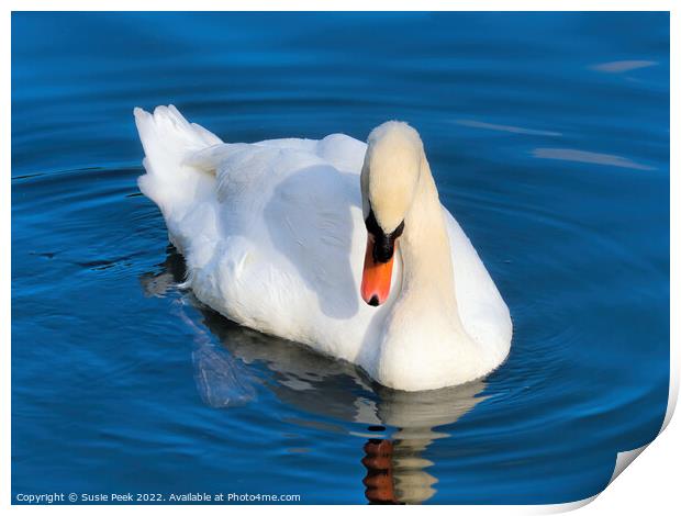 Mute Swan on the River near Chard Somerset Print by Susie Peek