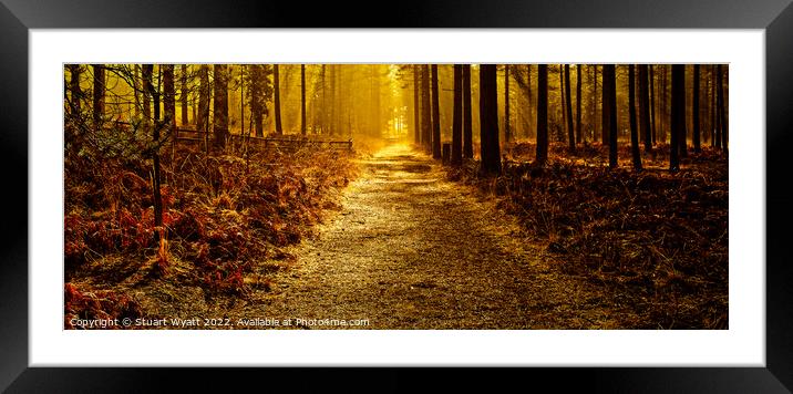 Moors Valley: Autumn Forest Walk Framed Mounted Print by Stuart Wyatt