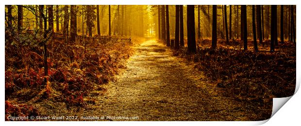 Moors Valley: Autumn Forest Walk Print by Stuart Wyatt