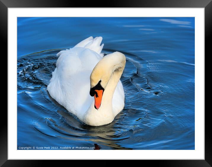 Mute Swan on the River near Chard Somerset Framed Mounted Print by Susie Peek