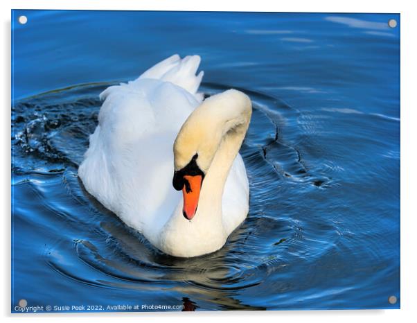 Mute Swan on the River near Chard Somerset Acrylic by Susie Peek