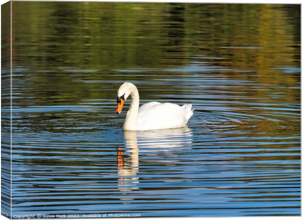 Mute Swan on the River near Chard Somerset Canvas Print by Susie Peek