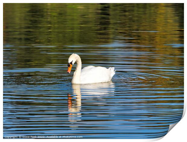 Mute Swan on the River near Chard Somerset Print by Susie Peek