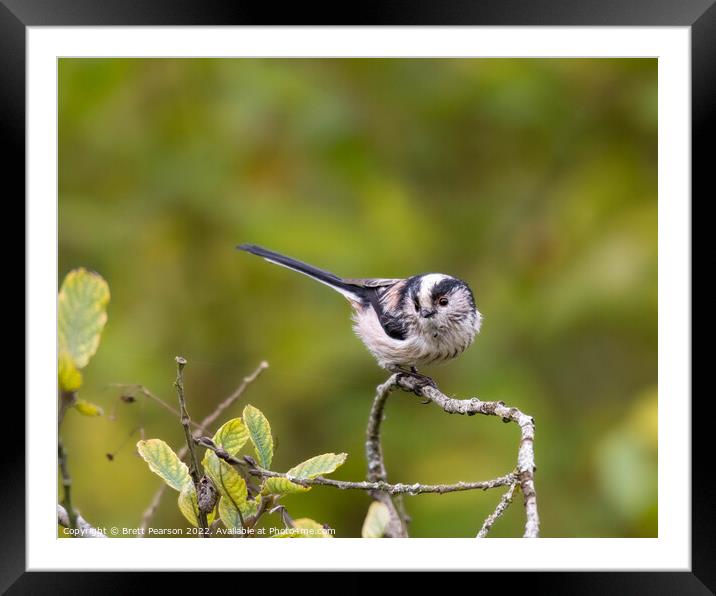  Long tailed tit Framed Mounted Print by Brett Pearson