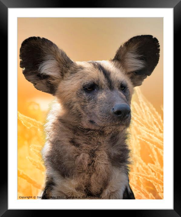 African Painted Dog  Framed Mounted Print by Darren Wilkes