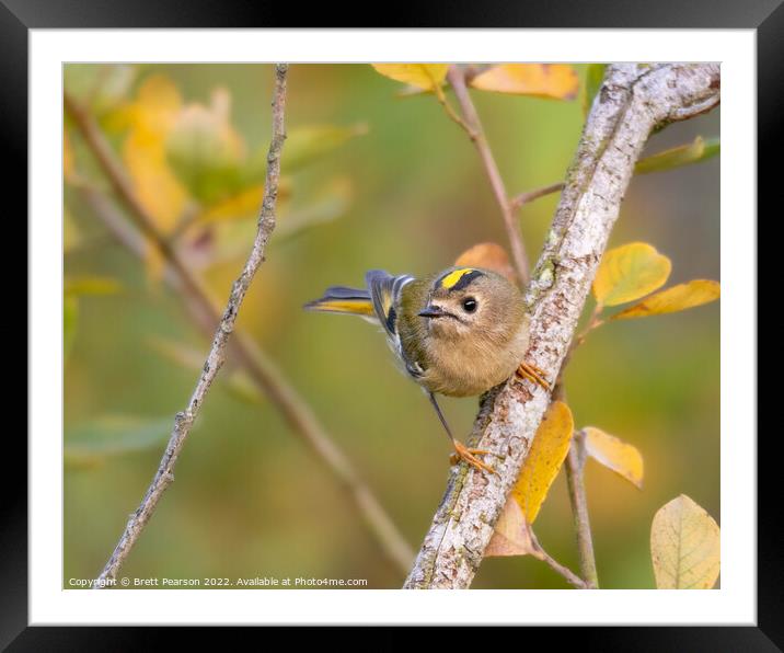 Goldcrest Framed Mounted Print by Brett Pearson