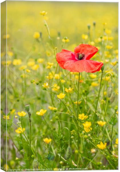 Red poppy in yellow wildflower meadow Canvas Print by Stephen Rennie