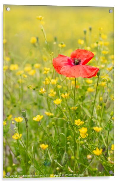 Red poppy in yellow wildflower meadow Acrylic by Stephen Rennie