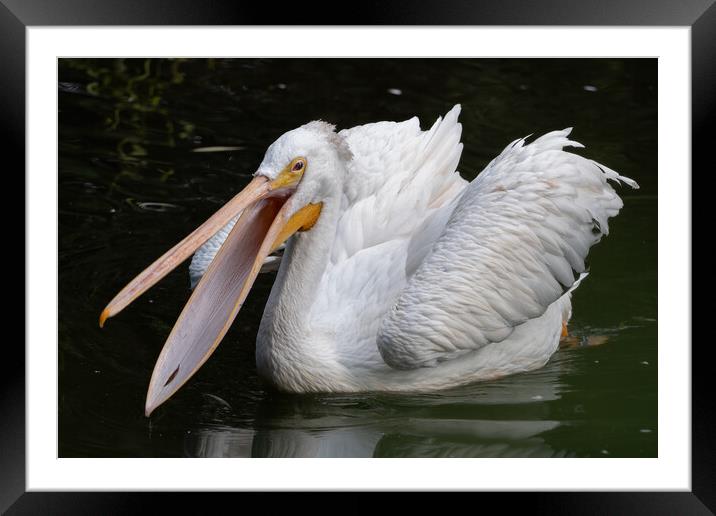 American White Pelican With Open Beak Framed Mounted Print by Artur Bogacki