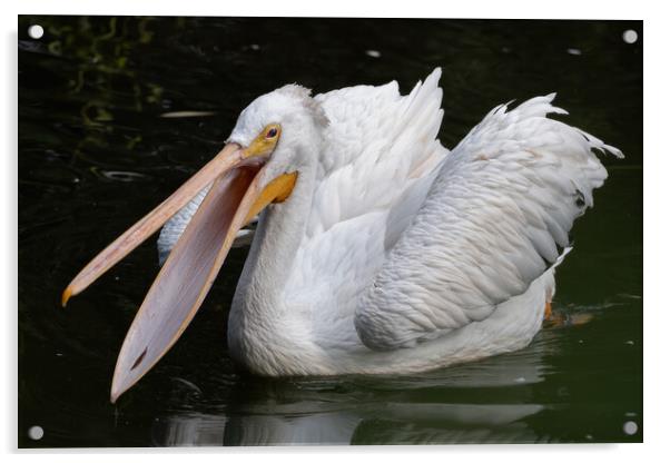 American White Pelican With Open Beak Acrylic by Artur Bogacki