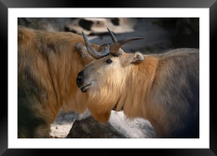Tibetan Takin Goat-antelope Framed Mounted Print by Artur Bogacki
